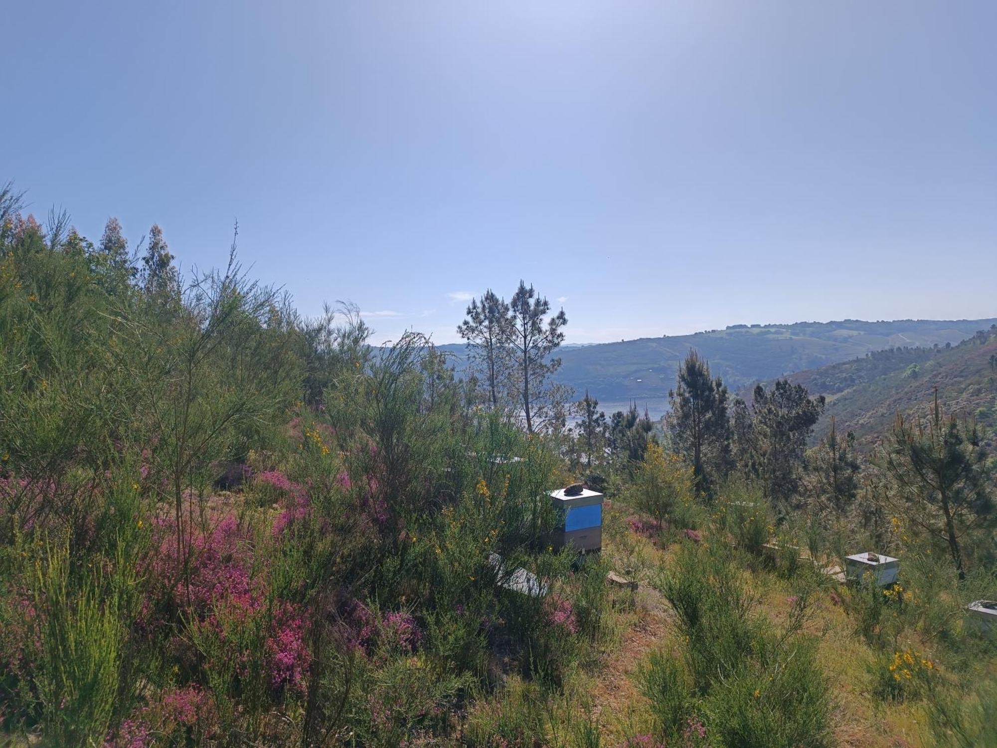 Casa Grande De Covas-Apartamentos Turisticos Taboada Екстериор снимка